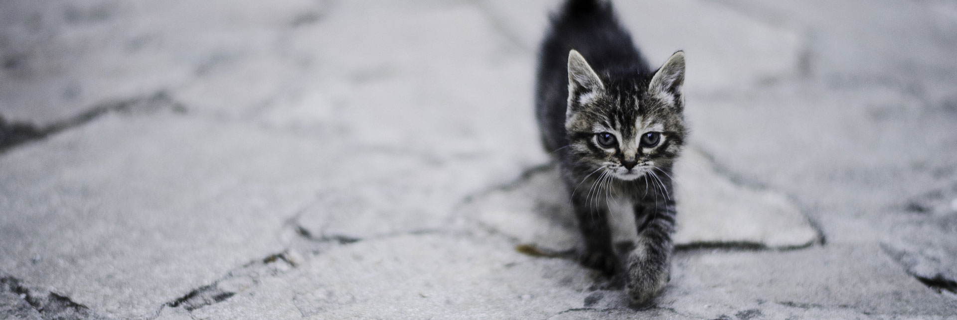 Kitten
