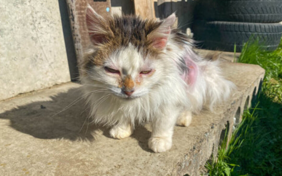 Reporting Suspected Animal Abuse or Neglect