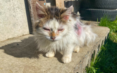 Reporting Suspected Animal Abuse or Neglect