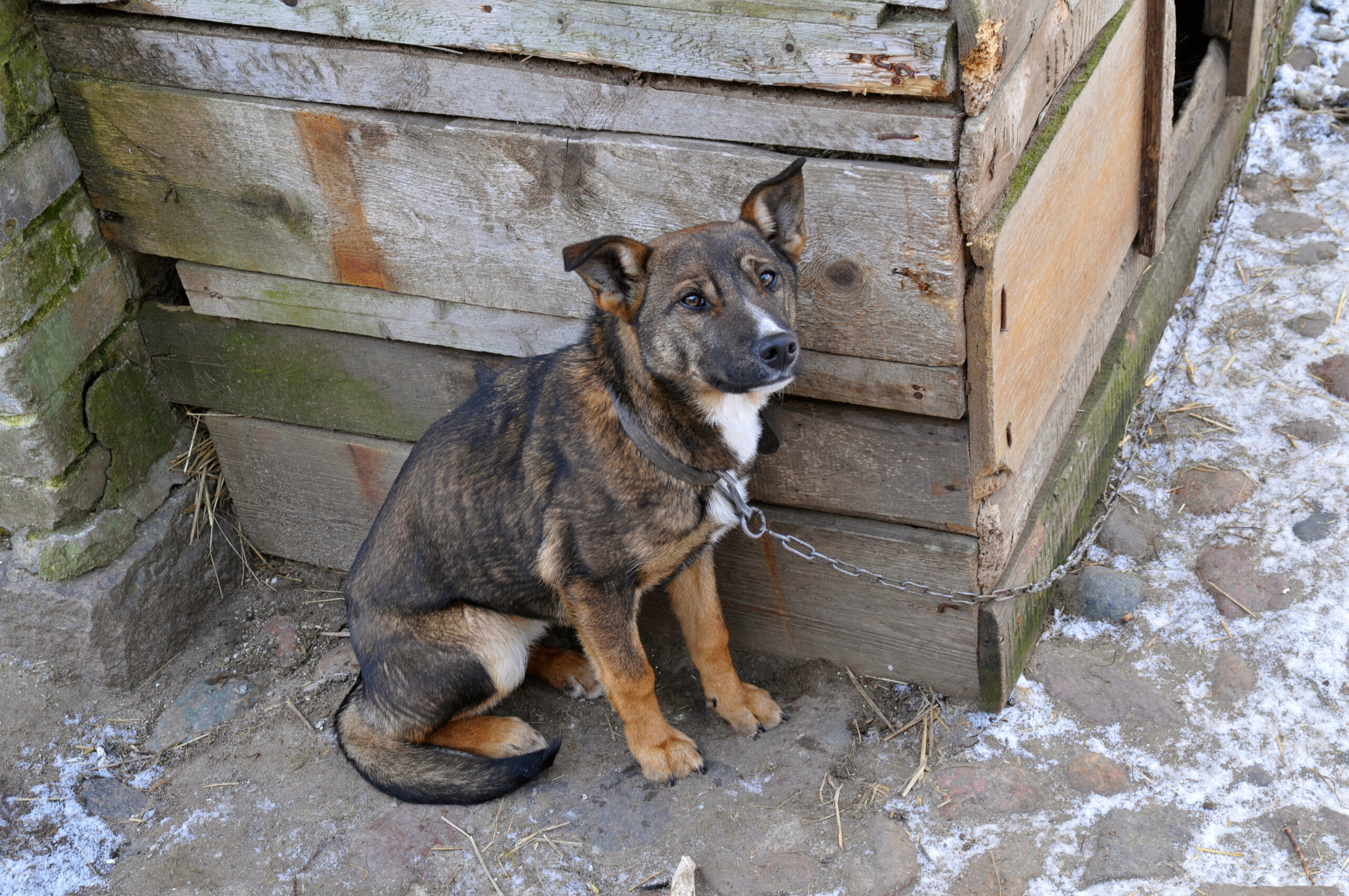 Pawsitive Partners - Chained dog