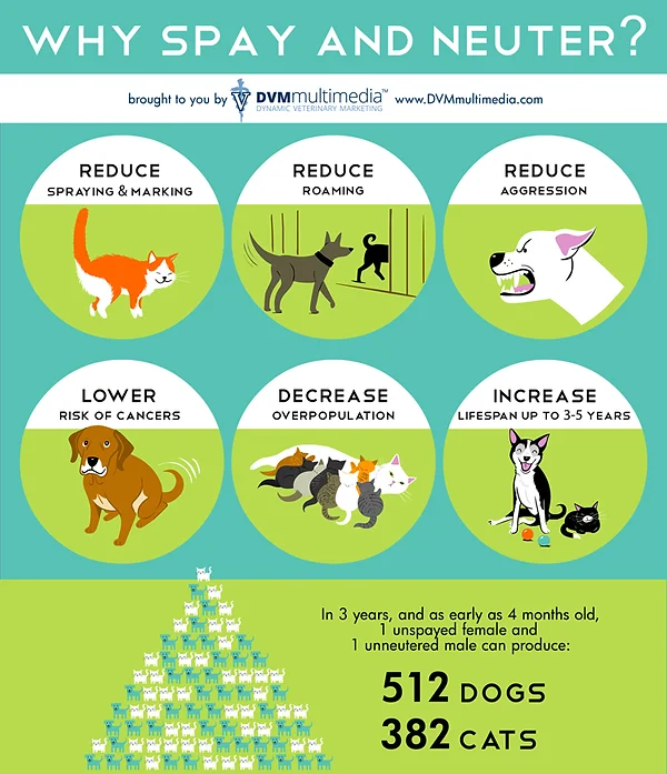 spay-neuter