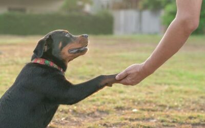 Why Adopt?