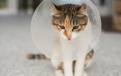 Spay Neuter Misconceptions