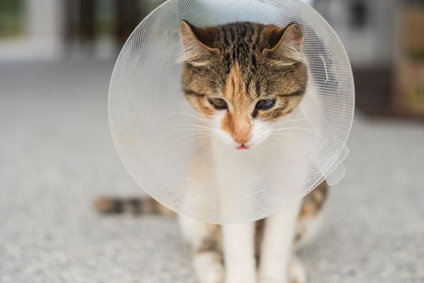 Spay Neuter Misconceptions