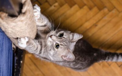 Cat Declawing