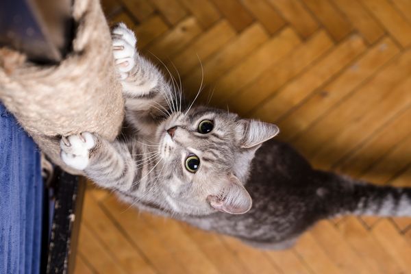 Cat Declawing