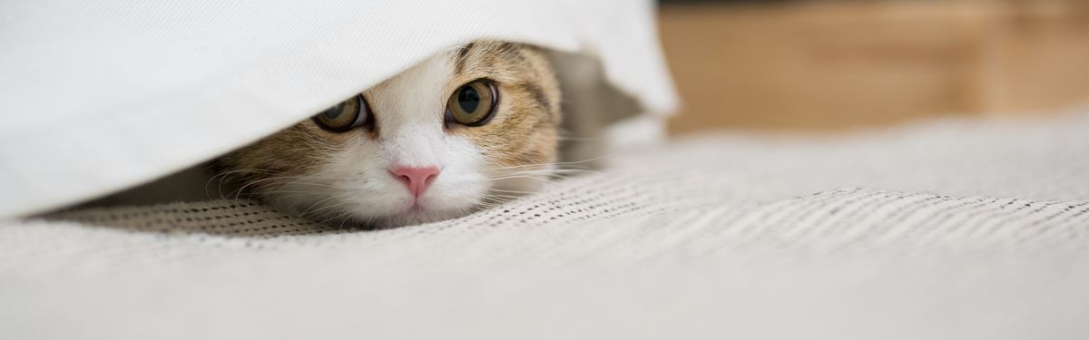 Scottish kitten playing hide and seek