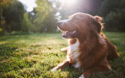 Responsible Pet Ownership