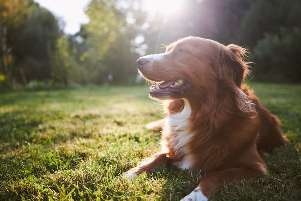 happy dog Pawsitive Partners Happy dog