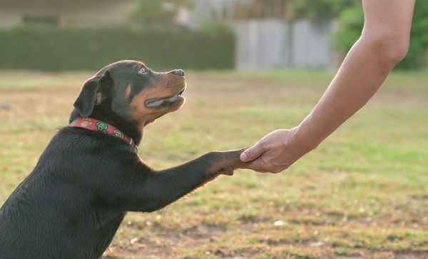 Dog paw holding onto a human hand.