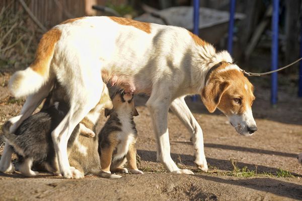 tn_dog with puppies kittens