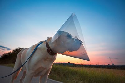 tn_dog_with_cone