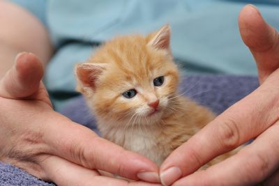 tn_ginger-kitten