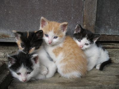 tn_kittens_for_website kittens