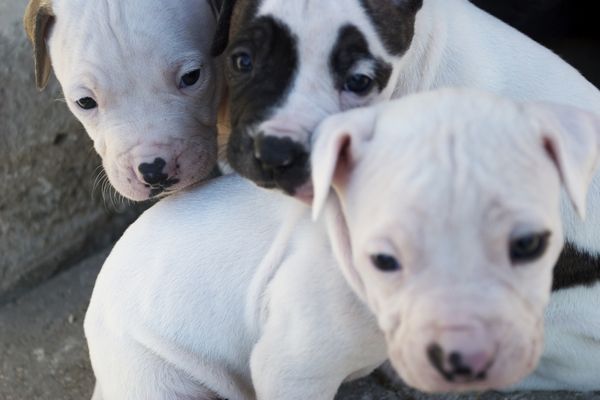 tn_pitbull puppies Doris Day grant